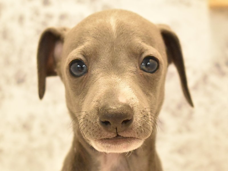 image-pet-